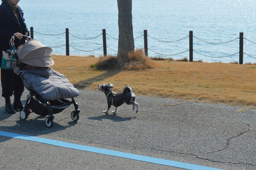 子どもとワンちゃんのいる暮らしで、大切にしていること