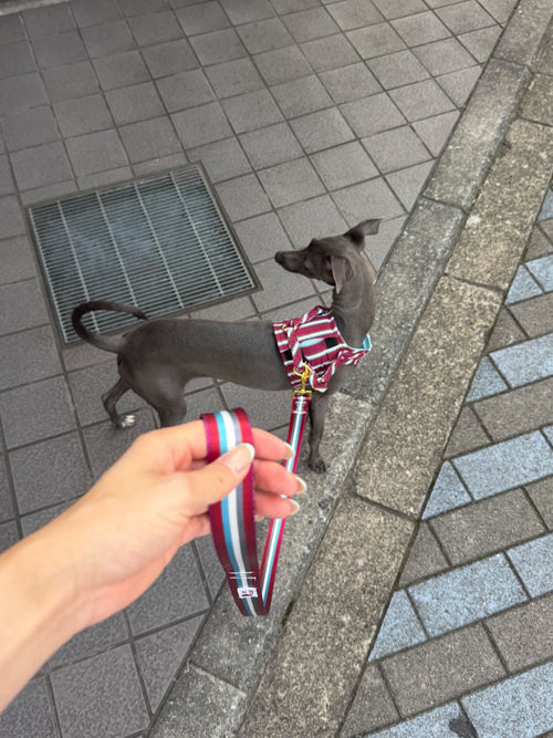 @miyuuyoda
