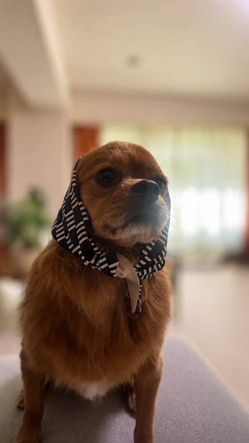*Popupにて先方販売したバンダナ着用画像
