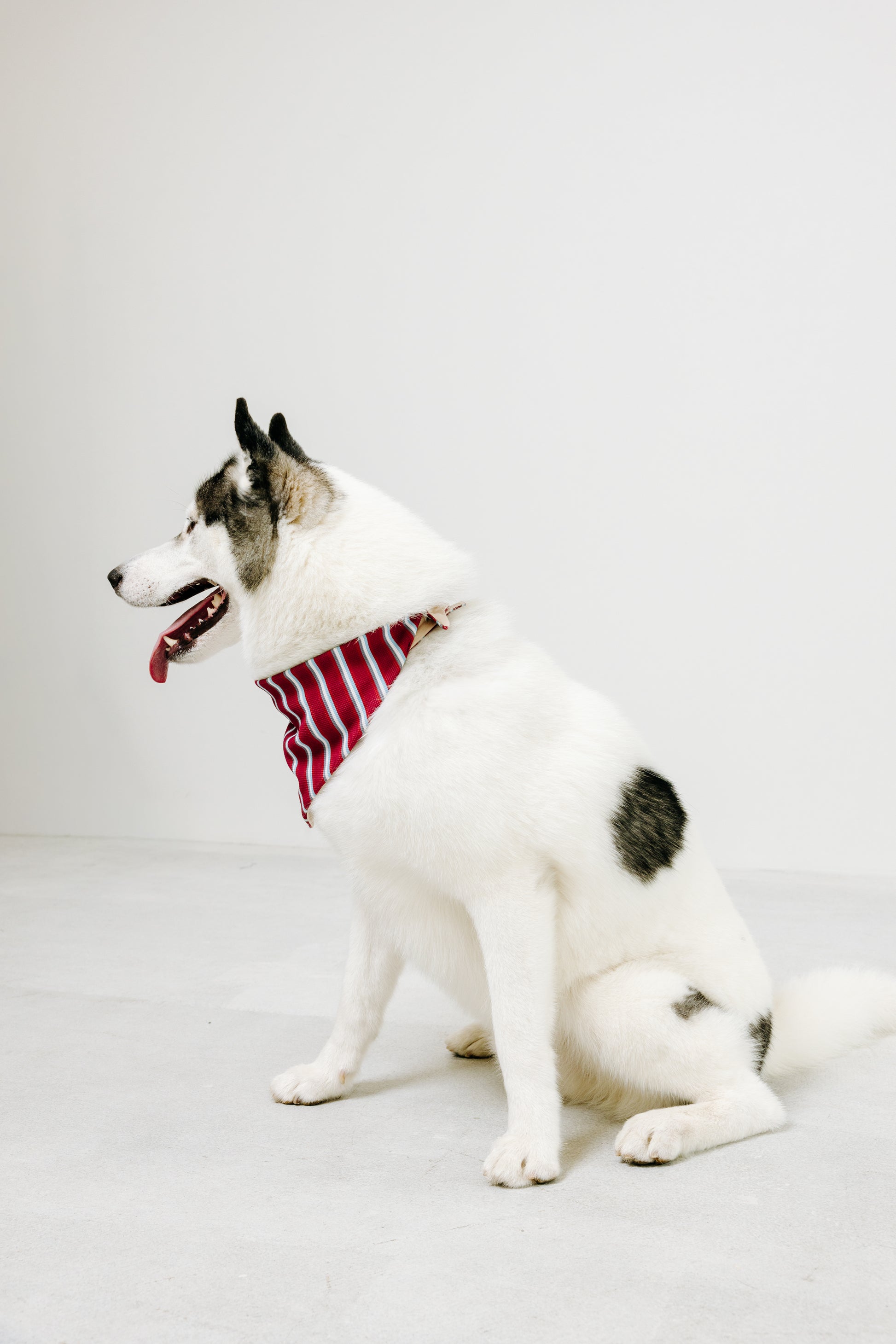 国産 犬用バンダナ マリン・ストライプ【小型犬~大型犬まで対応】