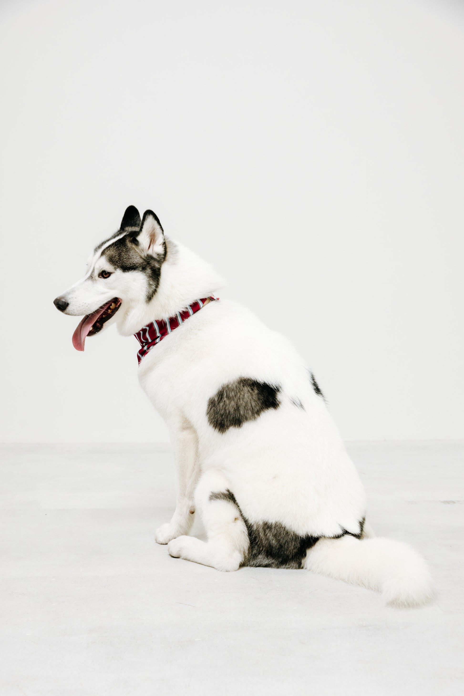 国産 犬用バンダナ マリン・ストライプ【小型犬~大型犬まで対応】