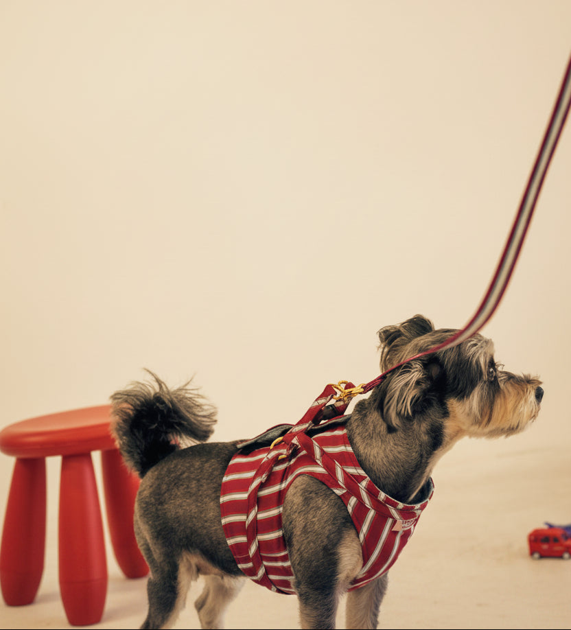 【マリン・ストライプ】 HARNESS バンダナ付き