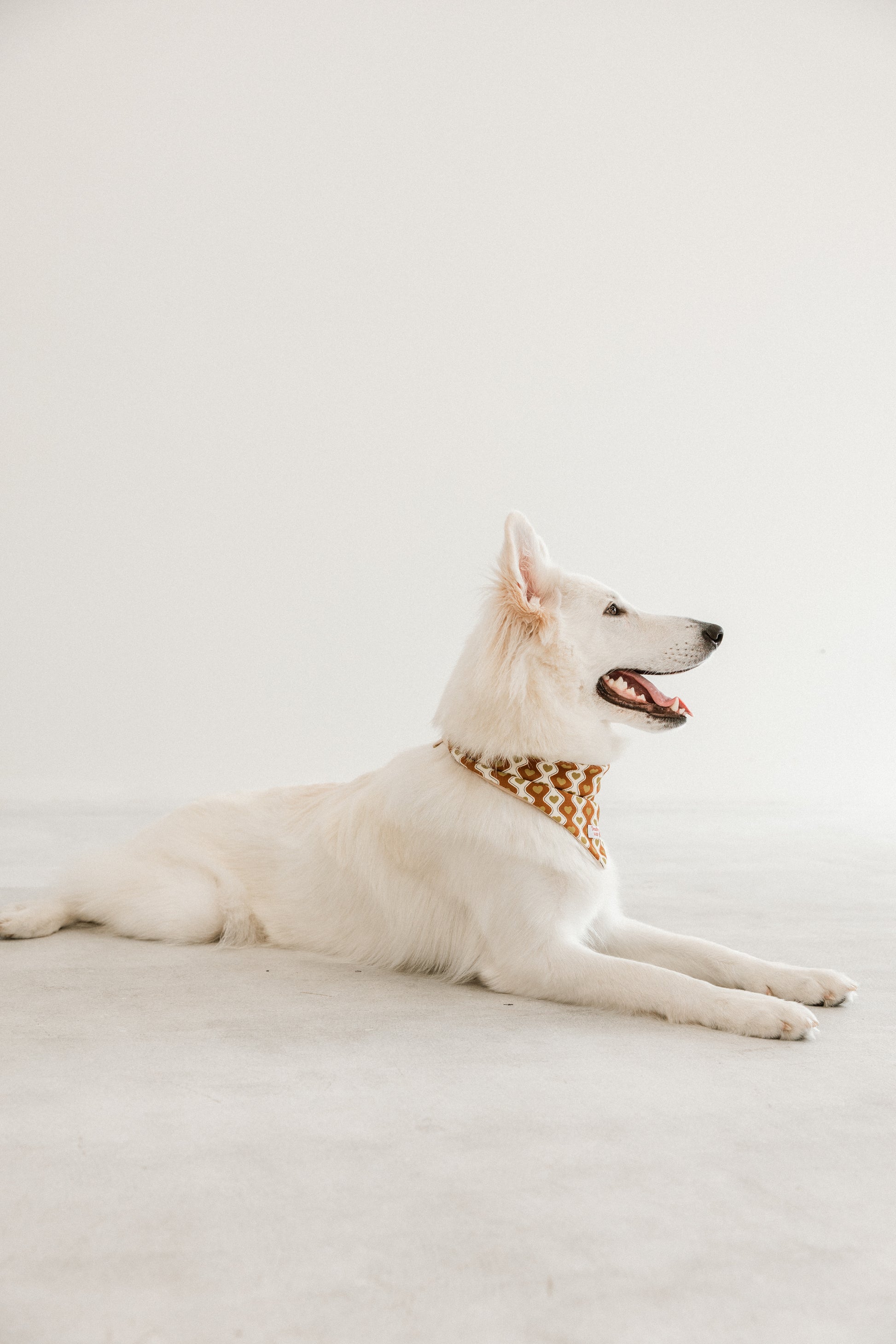 国産 犬用バンダナ ラブレター・ライン【小型犬~大型犬まで対応】